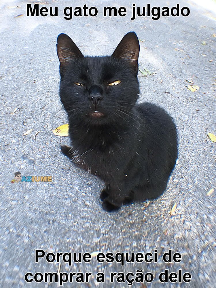 Meu gato me julgado - Aziume - Blog de humor com merda na ...
